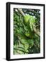 Emerald Tree Boa (Corallus Caninus) Coiled Around Branch In Strike-Ready Pose-Daniel Heuclin-Framed Photographic Print