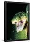 Essential Black