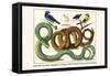 Emerald Tree Boa, Spangled Cortinga, Yellow Backed Oriole and Bird Skeleton-Albertus Seba-Framed Stretched Canvas