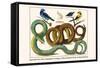 Emerald Tree Boa, Spangled Cortinga, Yellow Backed Oriole and Bird Skeleton-Albertus Seba-Framed Stretched Canvas