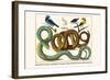 Emerald Tree Boa, Spangled Cortinga, Yellow Backed Oriole and Bird Skeleton-Albertus Seba-Framed Art Print