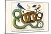 Emerald Tree Boa, Spangled Cortinga, Yellow Backed Oriole and Bird Skeleton-Albertus Seba-Mounted Art Print