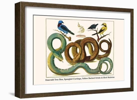 Emerald Tree Boa, Spangled Cortinga, Yellow Backed Oriole and Bird Skeleton-Albertus Seba-Framed Art Print