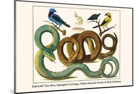 Emerald Tree Boa, Spangled Cortinga, Yellow Backed Oriole and Bird Skeleton-Albertus Seba-Mounted Art Print