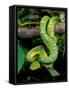 Emerald Tree Boa-David Northcott-Framed Stretched Canvas