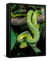 Emerald Tree Boa-David Northcott-Framed Stretched Canvas