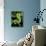 Emerald Tree Boa-David Northcott-Stretched Canvas displayed on a wall