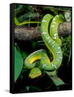 Emerald Tree Boa-David Northcott-Framed Stretched Canvas