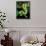 Emerald Tree Boa-David Northcott-Framed Stretched Canvas displayed on a wall