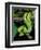 Emerald Tree Boa-David Northcott-Framed Premium Photographic Print