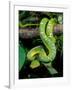Emerald Tree Boa-David Northcott-Framed Premium Photographic Print