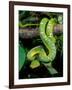 Emerald Tree Boa-David Northcott-Framed Premium Photographic Print