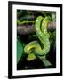 Emerald Tree Boa-David Northcott-Framed Premium Photographic Print