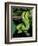 Emerald Tree Boa-David Northcott-Framed Photographic Print