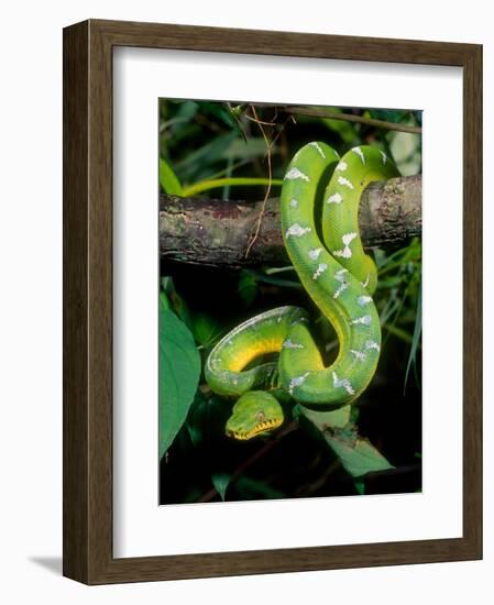 Emerald Tree Boa-David Northcott-Framed Photographic Print