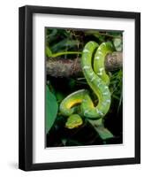 Emerald Tree Boa-David Northcott-Framed Photographic Print