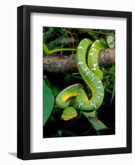 Emerald Tree Boa-David Northcott-Framed Photographic Print