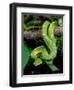 Emerald Tree Boa-David Northcott-Framed Photographic Print