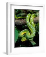 Emerald Tree Boa-David Northcott-Framed Photographic Print