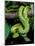 Emerald Tree Boa-David Northcott-Mounted Photographic Print