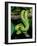 Emerald Tree Boa-David Northcott-Framed Photographic Print