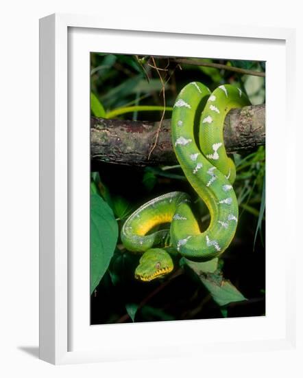 Emerald Tree Boa-David Northcott-Framed Photographic Print