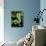Emerald Tree Boa-David Northcott-Photographic Print displayed on a wall