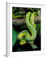 Emerald Tree Boa-David Northcott-Framed Photographic Print
