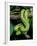 Emerald Tree Boa-David Northcott-Framed Photographic Print