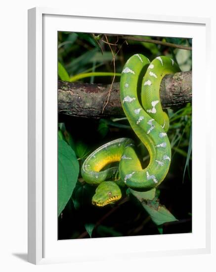 Emerald Tree Boa-David Northcott-Framed Photographic Print