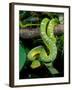 Emerald Tree Boa-David Northcott-Framed Photographic Print