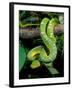 Emerald Tree Boa-David Northcott-Framed Photographic Print