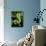 Emerald Tree Boa-David Northcott-Mounted Photographic Print displayed on a wall
