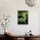 Emerald Tree Boa-David Northcott-Mounted Photographic Print displayed on a wall