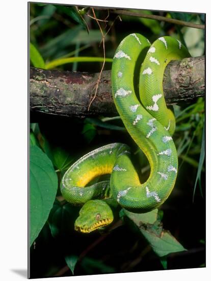 Emerald Tree Boa-David Northcott-Mounted Photographic Print