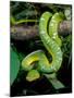 Emerald Tree Boa-David Northcott-Mounted Photographic Print