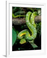 Emerald Tree Boa-David Northcott-Framed Photographic Print