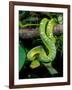 Emerald Tree Boa-David Northcott-Framed Photographic Print