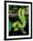 Emerald Tree Boa-David Northcott-Framed Photographic Print