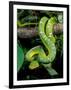 Emerald Tree Boa-David Northcott-Framed Photographic Print