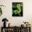 Emerald Tree Boa-David Northcott-Photographic Print displayed on a wall