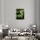 Emerald Tree Boa-David Northcott-Photographic Print displayed on a wall