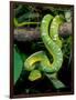 Emerald Tree Boa-David Northcott-Framed Photographic Print