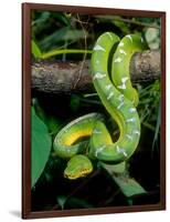 Emerald Tree Boa-David Northcott-Framed Photographic Print