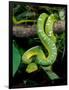 Emerald Tree Boa-David Northcott-Framed Photographic Print