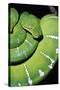 Emerald Tree Boa-null-Stretched Canvas