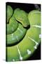 Emerald Tree Boa-null-Stretched Canvas