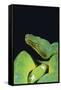 Emerald Tree Boa-DLILLC-Framed Stretched Canvas