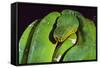 Emerald Tree Boa-DLILLC-Framed Stretched Canvas