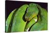 Emerald Tree Boa-DLILLC-Stretched Canvas